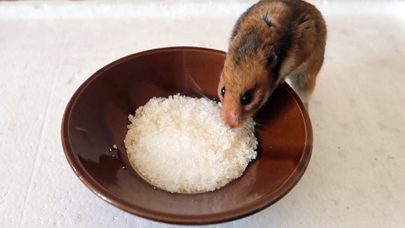 Những lưu ý khi cho Hamster ăn gạo