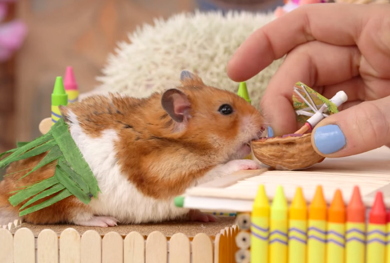 Hướng dẫn cho chuột Hamster ăn đúng cách và an toàn