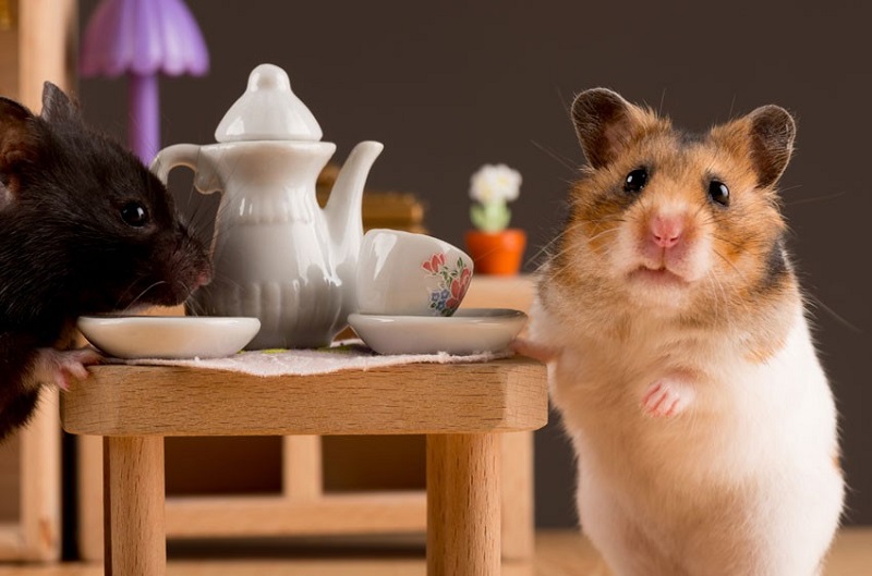 Thức ăn cho chuột Hamster mới sinh