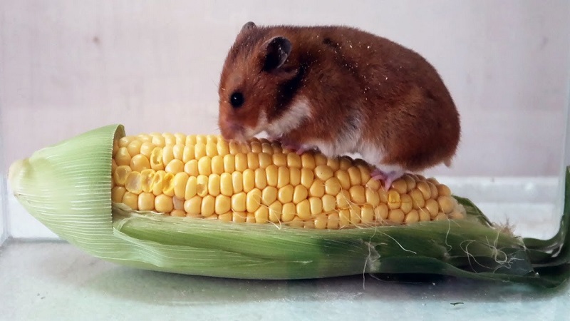Những điều cần lưu ý khi cho chuột Hamster ăn ngô