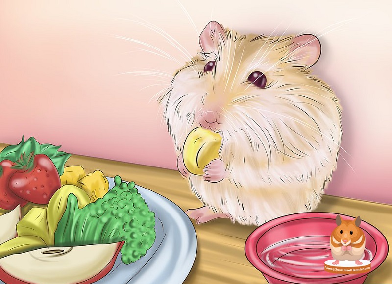 Chuột Hamster ăn rau gì?