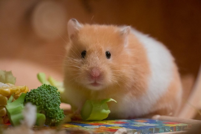 Hướng dẫn cách cho Hamster ăn đúng cách