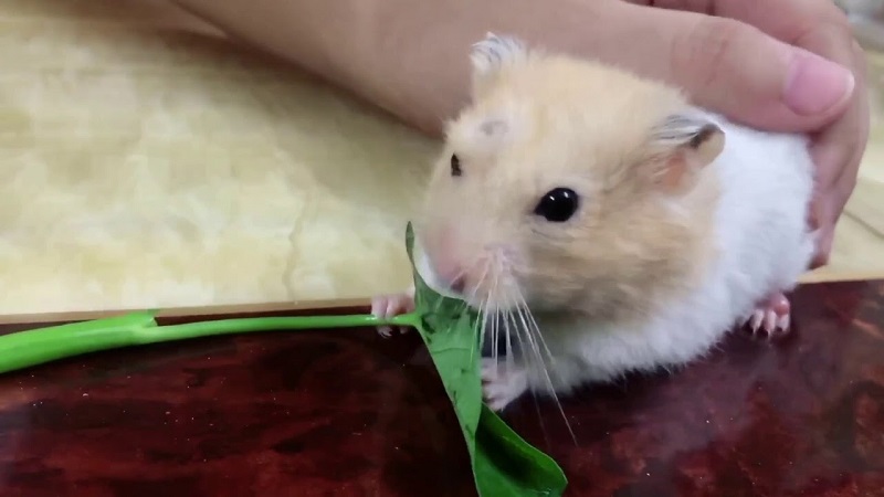 Chuột Hamster ăn rau muống được không?