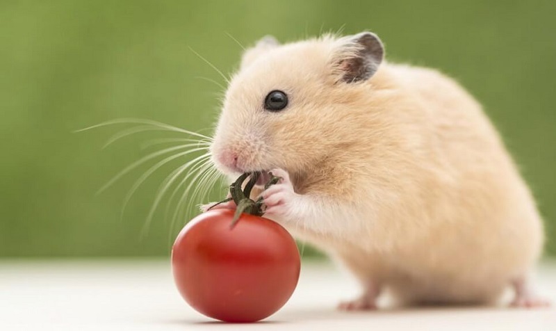 Cách cho chuột Hamster ăn đúng chuẩn