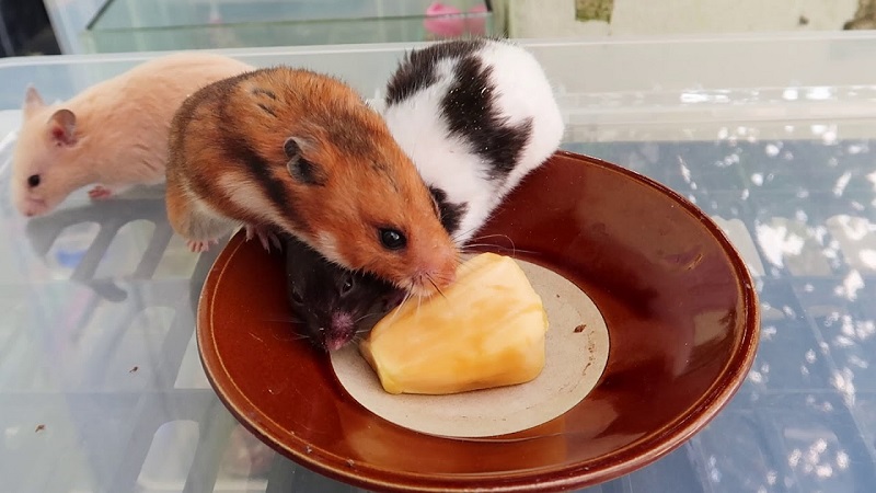 Táo có lợi ích gì đối với chuột Hamster?