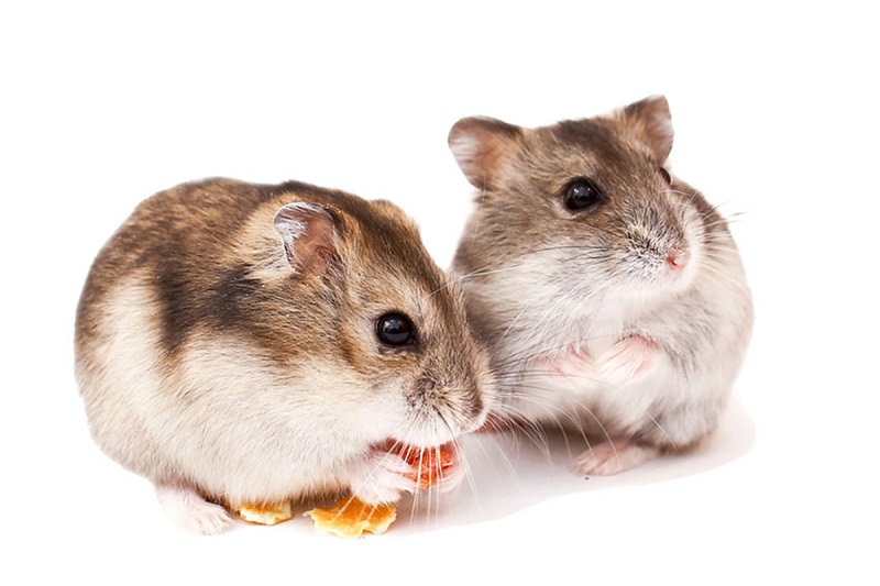 Chuột Hamster ăn táo khô có tốt không?