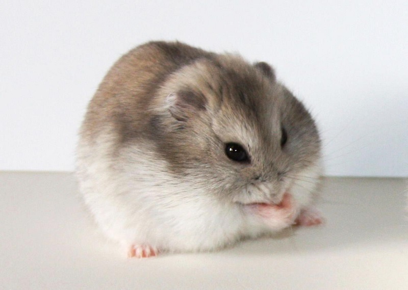 Nguyên nhân chuột Hamster bị rụng lông là gì?