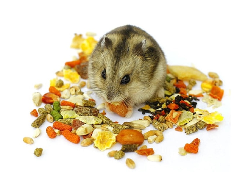 Chuột Hamster có ăn được hạt bí không?