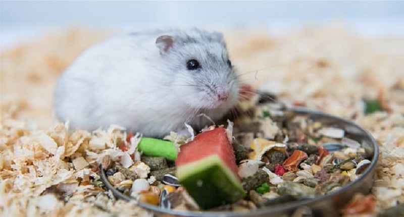 Các loại hạt yêu thích của chuột Hamster