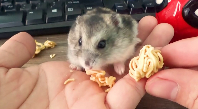 Chuột Hamster ăn mì tôm được không?