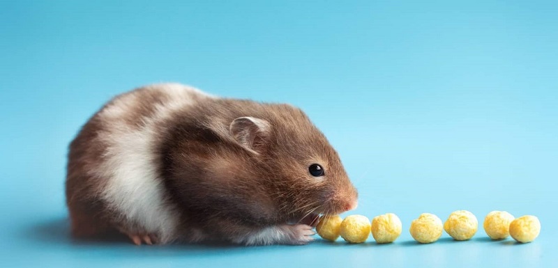 Những loại thực phẩm không nên cho Hamster ăn