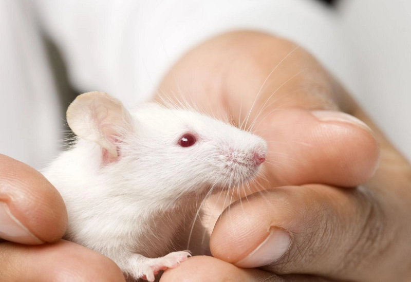 Chuột Hamster mắt đỏ là loại gì?