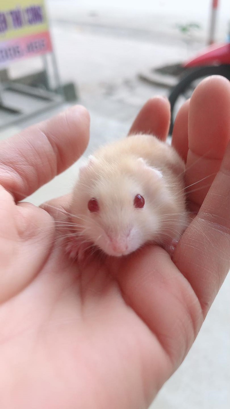 Đặc điểm nhận biết chuột Hamster mắt đỏ