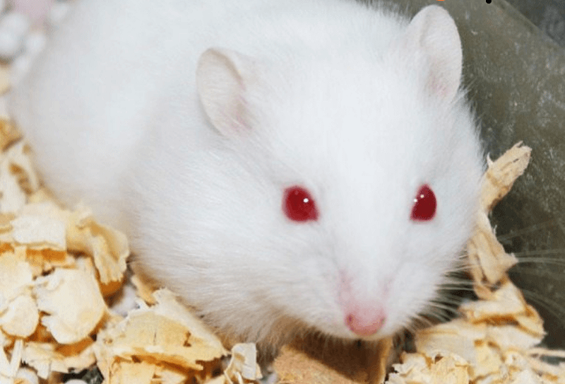 Các bệnh thường gặp ở Hamster mắt đỏ