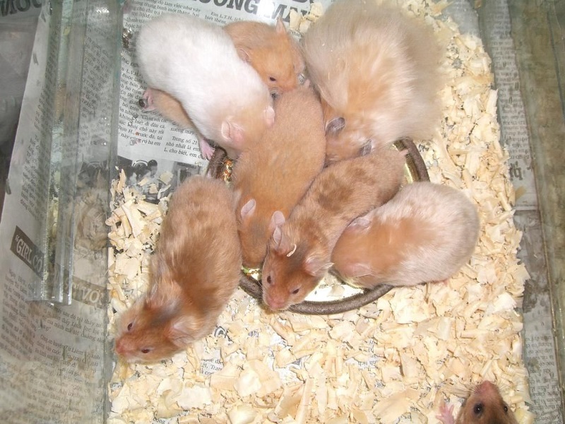 Chuột Hamster nhịn đói được bao lâu?