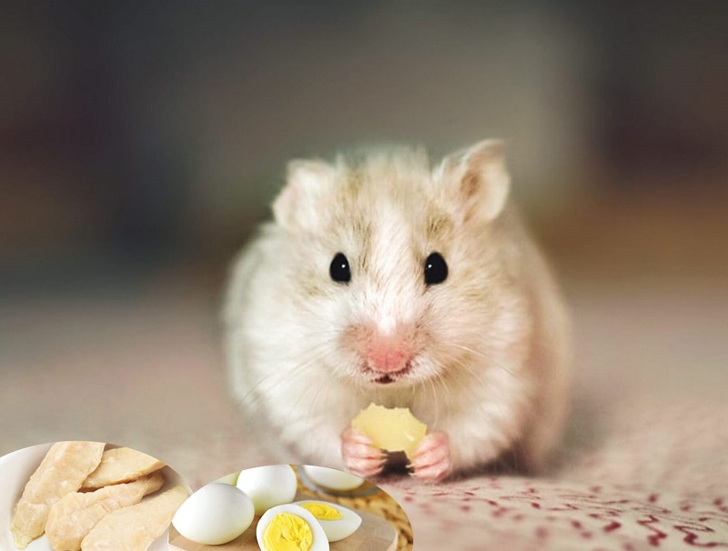 Những dấu hiệu nhận biết chuột Hamster có bầu