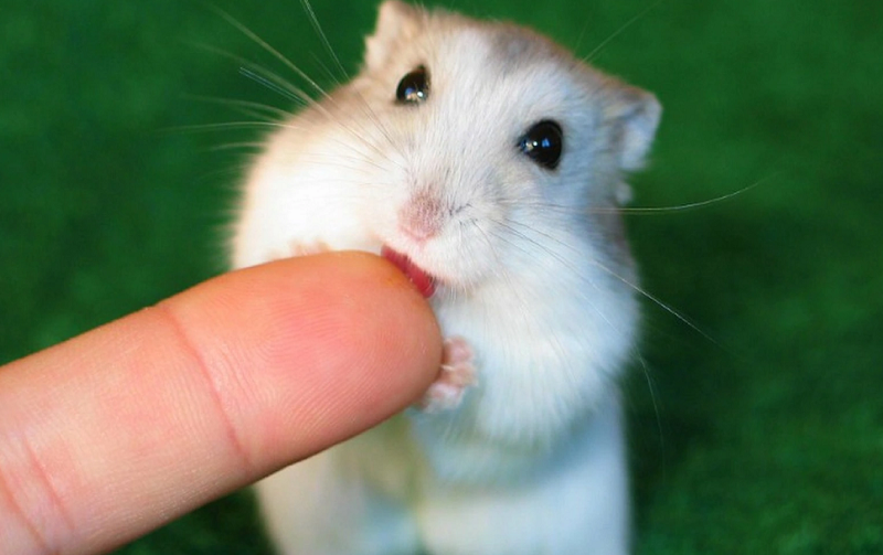 Cách xử lý khi chuột Hamster có dấu hiệu sắp chế