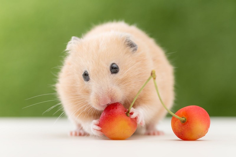 Cách nuôi Hamster béo ú