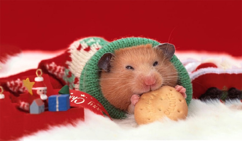 Không nên cho chuột Hamster ăn gì?
