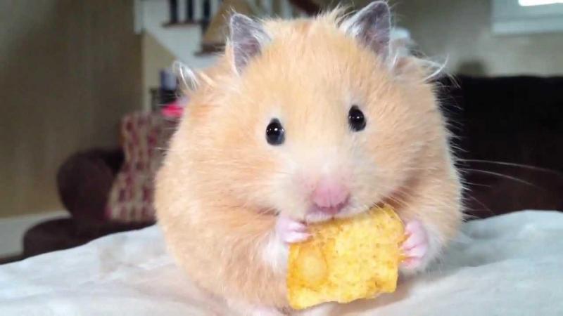 Thời gian lý tưởng cho Hamster ăn để vỗ béo