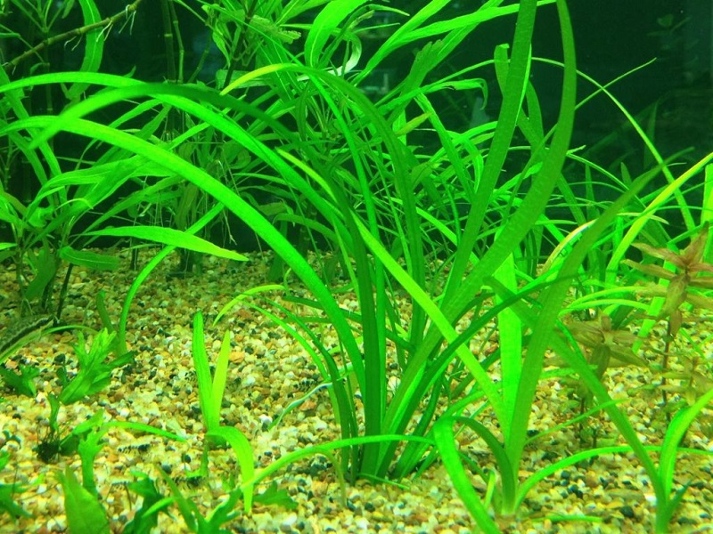 Phương Nhi Aquarium hồ thuỷ sinh mini hồ thuỷ sinh đep  Hồ thuỷ sinh và  phụ kiện tại Gò Vấp