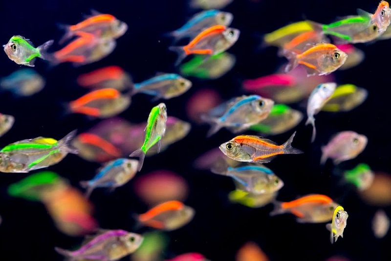 Chia sẻ về cách nuôi cá giống Neon - Ăn gì?