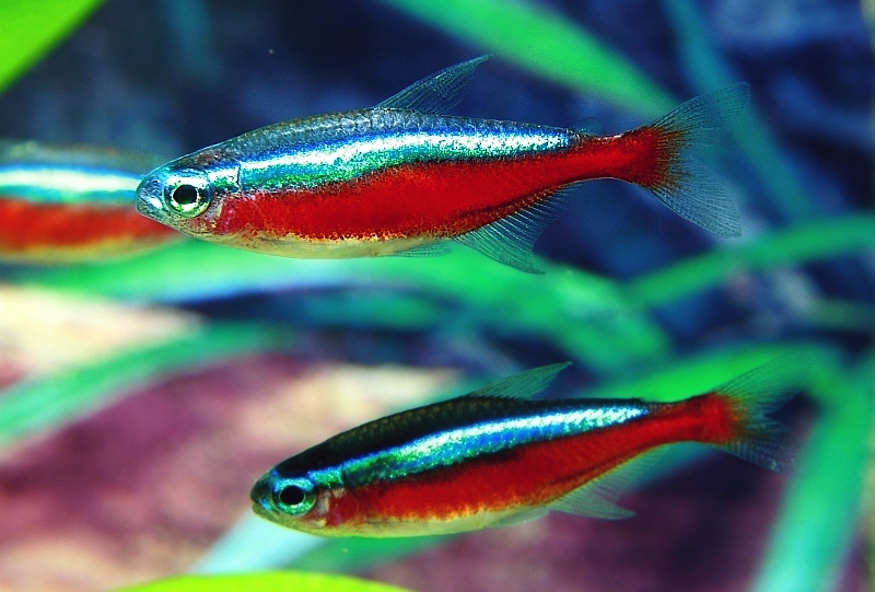 Cá Neon Vua là cá gì? Đặc điểm, Cách nuôi sinh sản, Giá bao nhiêu?
