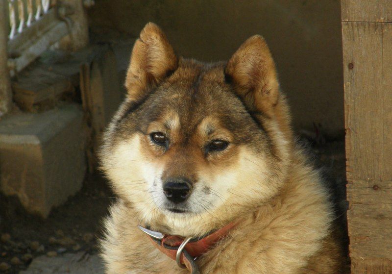 Chó Kawakami - Giống chó Nhật được yêu thích tại Việt Nam