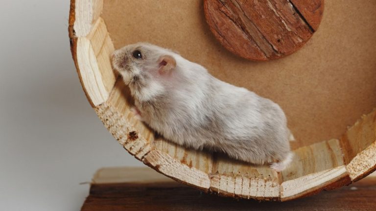 Loại Hamster nào dễ nuôi nhất? Nên nuôi đực hay cái