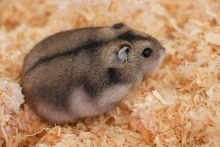 Chuột Hamster Campell: Tuổi Thọ, Cách Nuôi Và Thuần Hóa