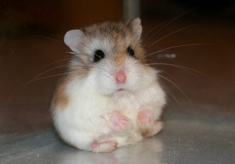 Chuột Hamster Robo: Tuổi Thọ, Cách Nuôi Và Thuần Hóa, Phân Biệt Đực Cái