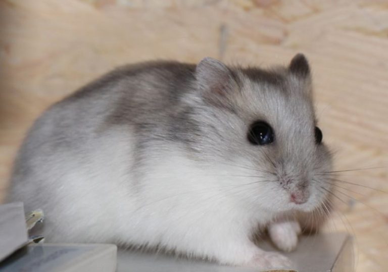 Chuột Hamster Winter White: Có Mấy Màu, Tuổi Thọ, Cách Nuôi Và Cho Ăn Gì?